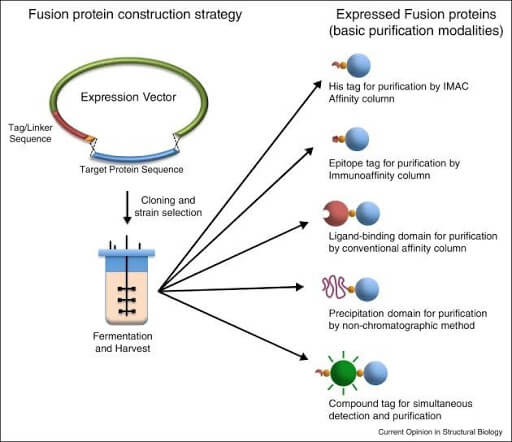 Protein Construction Strategy