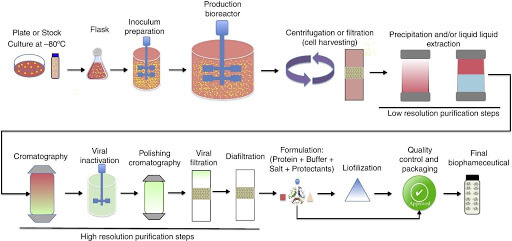 Purification Steps